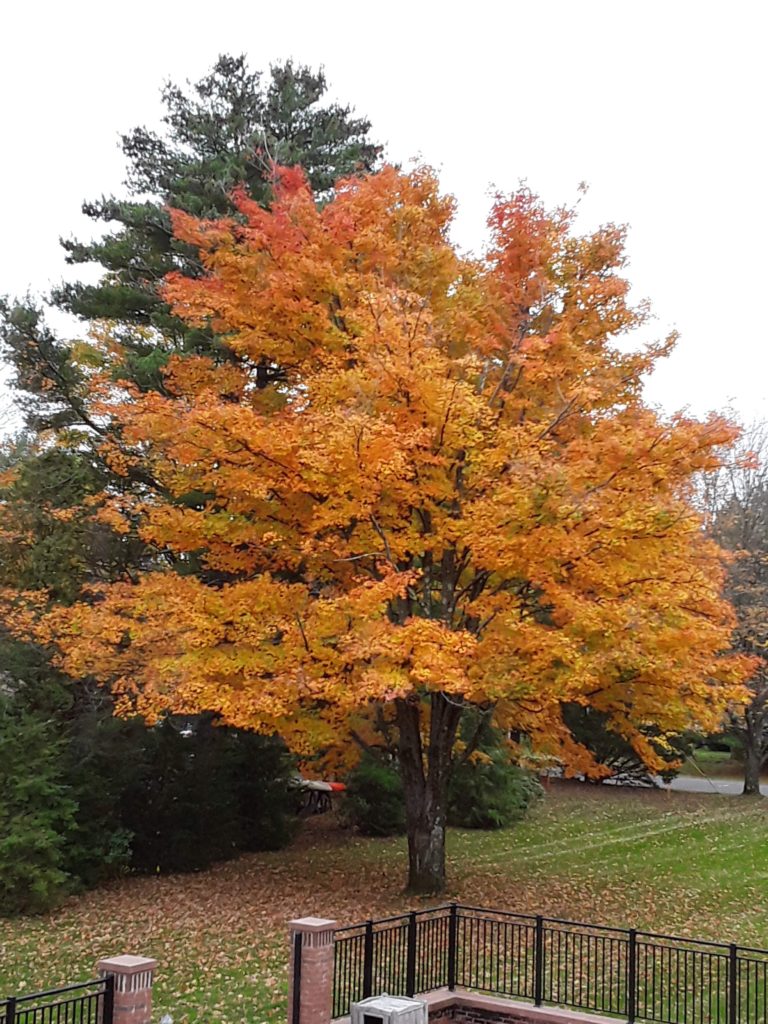 photo of maple tree